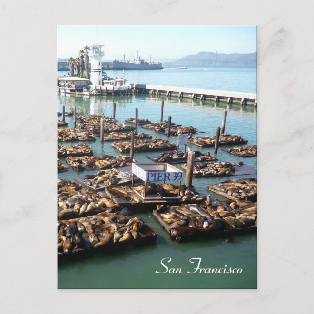 pier 39 seals postcard (Front)