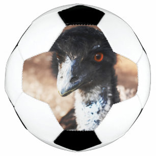 Piercing Eyes of the Outback Football