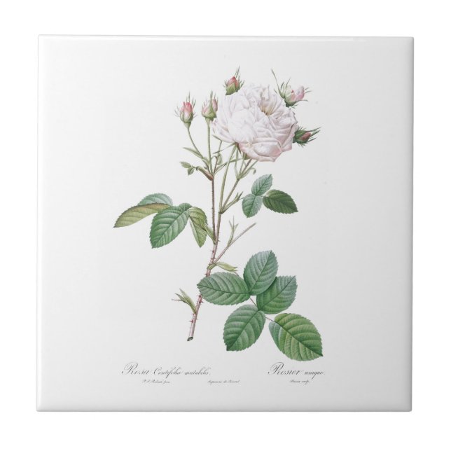 PIERRE-JOSEPH REDOUTÉ "CABBAGE ROSE" CERAMIC TILE (Front)