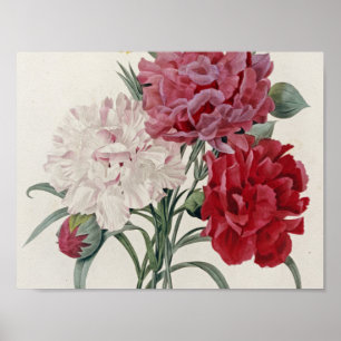 Pierre Joseph Redoute - Carnations Poster
