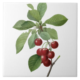 Pierre-Joseph Redouté Cherries Painting Tile