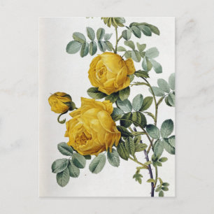 Pierre Joseph Redoute - Rosa Sulfurea Postcard