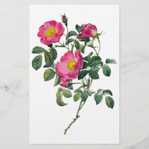Pierre Joseph Redoute Roses Stationery