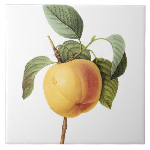 Pierre-Joseph Redouté Vintage Large Peach Paintin Tile