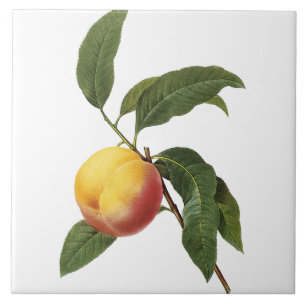 Pierre-Joseph Redouté Vintage Peach Painting Tile