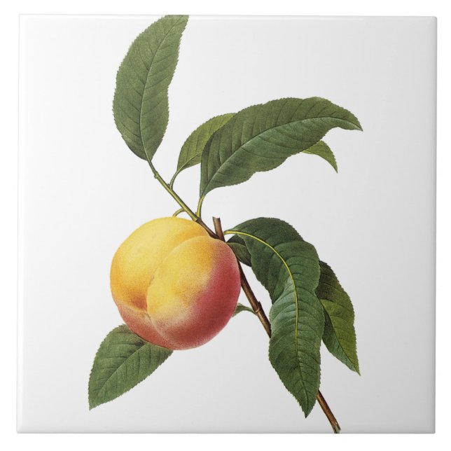 Pierre-Joseph Redouté Vintage Peach Painting Tile (Front)