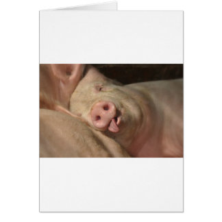 pig