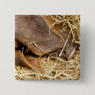 PIG 15 CM SQUARE BADGE