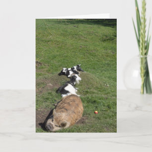 Pig and baby goats lying in the sun card