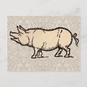 Pig Antique Piggy Cute Vintage Illustration Postcard