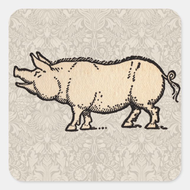 Pig Antique Piggy Cute Vintage Illustration Square Sticker (Front)