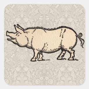 Pig Antique Piggy Cute Vintage Illustration Square Sticker