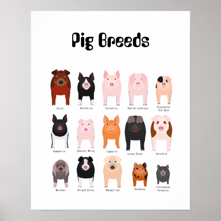 Pig Breeds Poster | Zazzle.co.uk