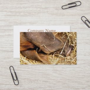 PIG BUSINESS CARD