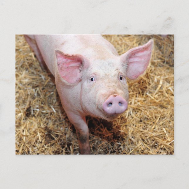 Pig Closeup Postcard (Front)