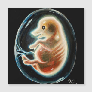 Pig embryo