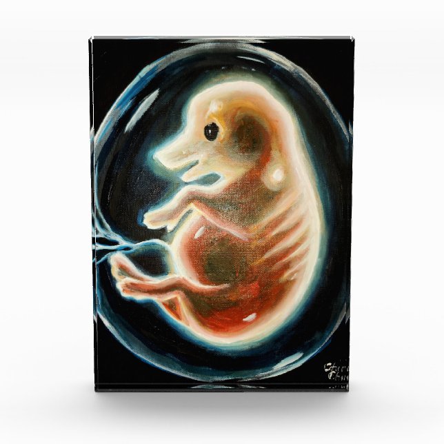 Pig embryo photo block (Front)