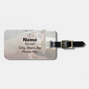 Pig Enjoying the Sun Luggage Tag
