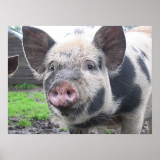 Pig Face Poster