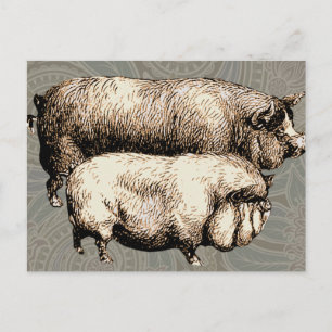 Pig Farm Country Antique Illustration Art Postcard