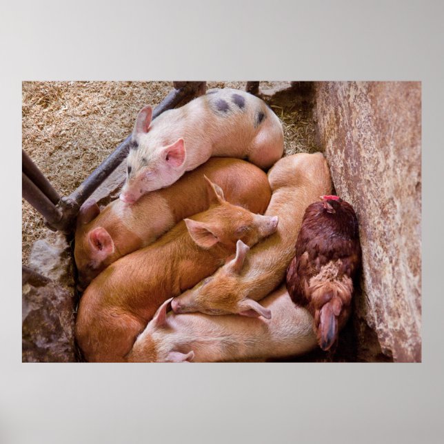 Pig - Five little piggies and a Chicken Poster (Front)
