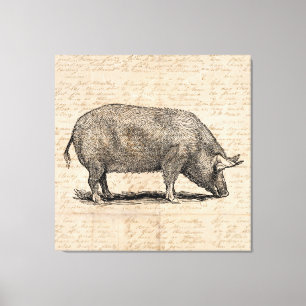 Pig Illustration Antique Art Script Paper Style Canvas Print