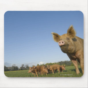 Pig in a Field Mouse Mat