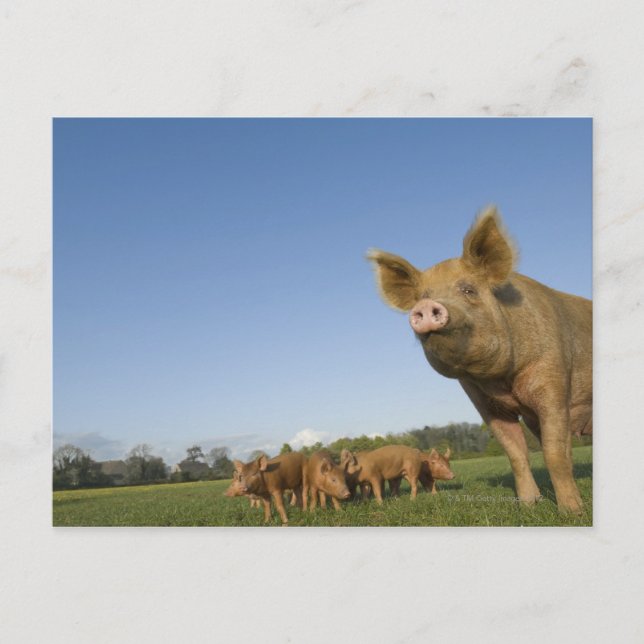 Pig in a Field Postcard (Front)