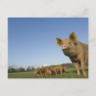 Pig in a Field Postcard