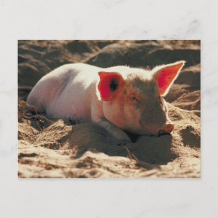 Pig in the Sun Postcard