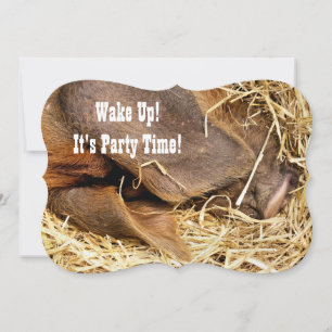 PIG Invitation