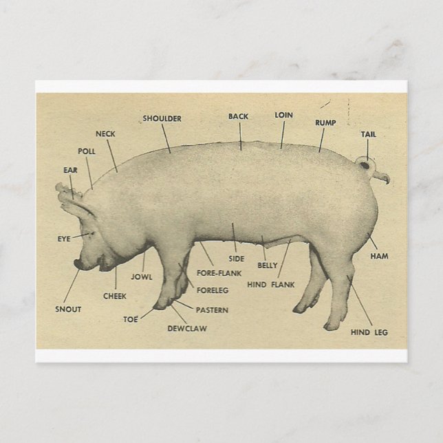 pig parts postcard (Front)