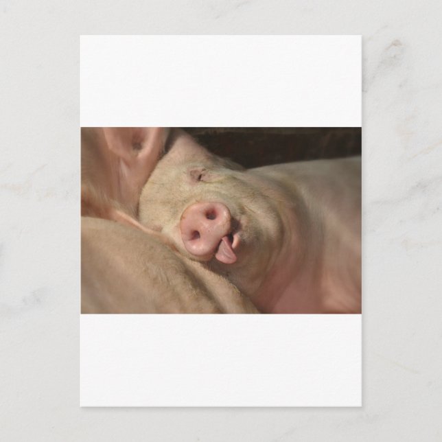 pig postcard (Front)