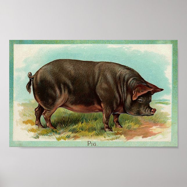 Pig Poster - Vintage Art (Front)
