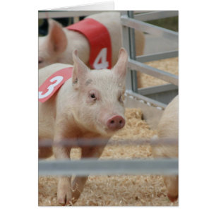 Pig racing pink piglet number three