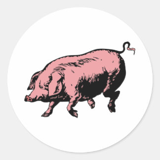 pig Sau pig Classic Round Sticker