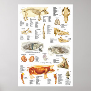 Pig Skeletal Muscle Anatomy Veterinary Chart
