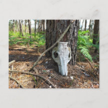 pig skull in the forest