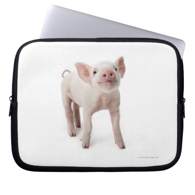 Pig Standing Looking Up Laptop Sleeve (Front)