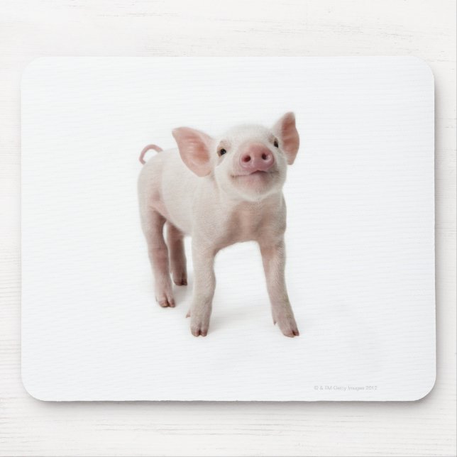 Pig Standing Looking Up Mouse Mat (Front)