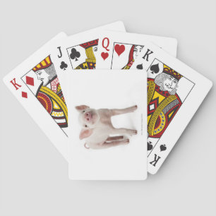 Pig Standing Looking Up Playing Cards