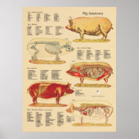 Pig Veterinary Anatomy Chart