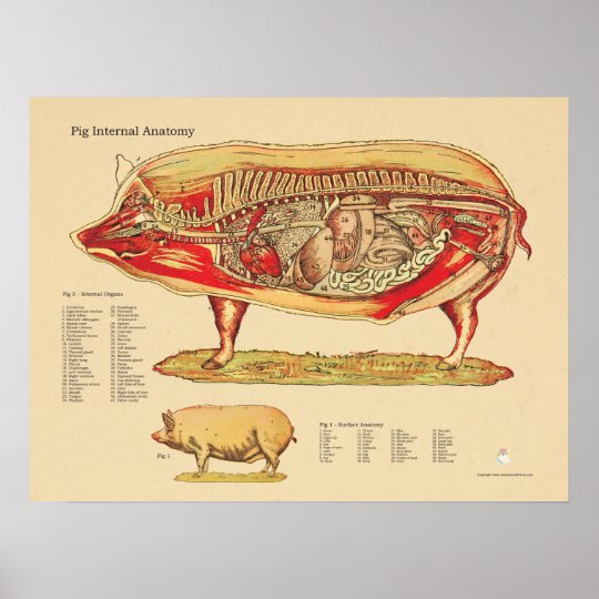 Артерия у свиньи где находится фото. Анатомия свиньи кровеносная система. Строение свиньи анатомия. Кровеносная система поросенка схема. Анатомическое строение свиньи.