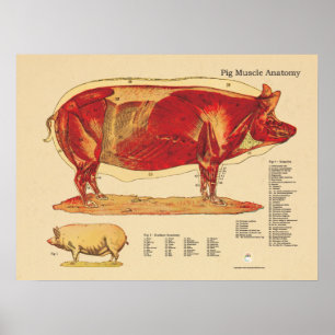 Pig Veterinary Muscle Anatomy Chart