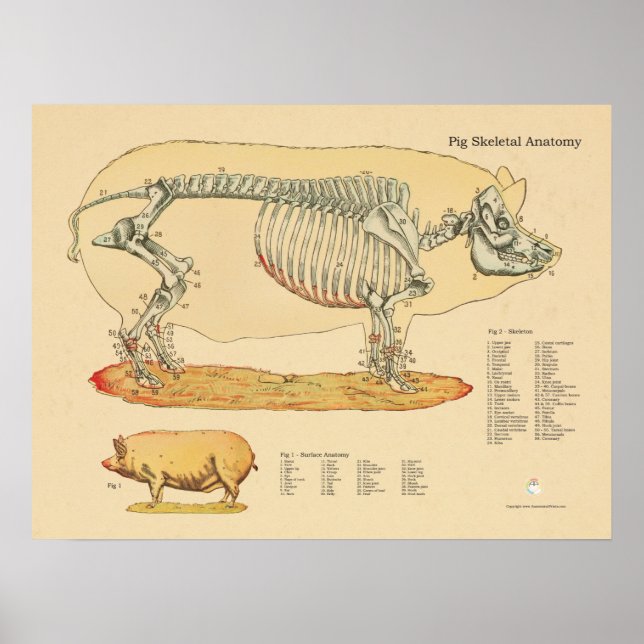 Pig Veterinary Skeletal Anatomy Chart (Front)