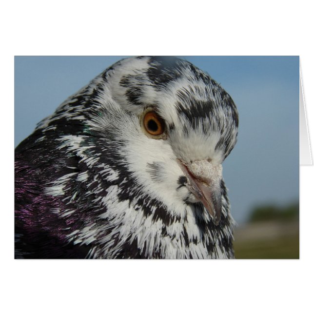 Pigeon (Front Horizontal)