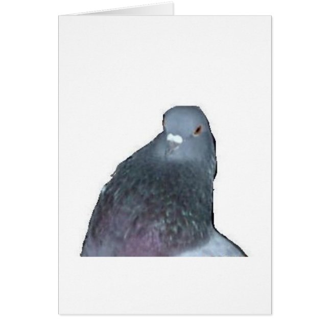 Pigeon (Front)