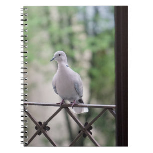 Pigeon and Doves Birds Lovers Photography Notebook