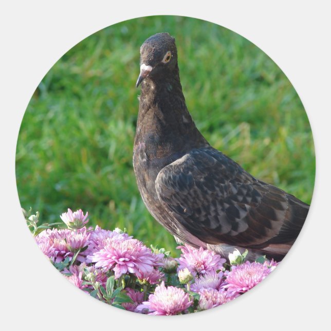 Pigeon and Mums Classic Round Sticker (Front)