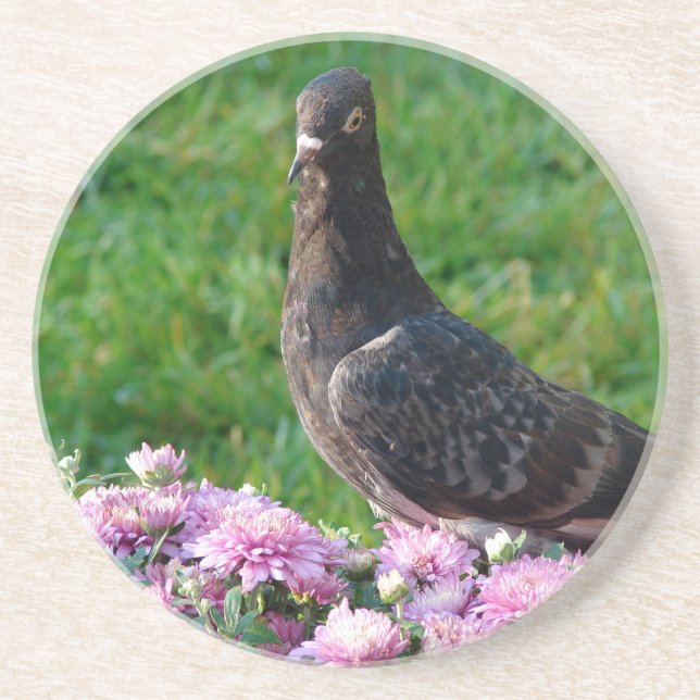 Pigeon and Mums Coaster (Front)